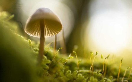 什么是VAT？亚马逊卖家必须了解的VAT税号规则和合规要求有哪些？